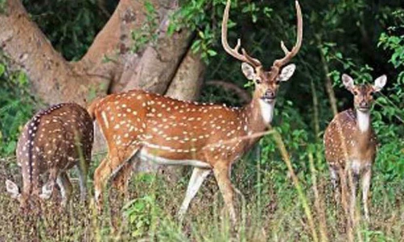 রিমাল কাড়ল সুন্দরবনের ৯৬ হরিণের প্রাণ