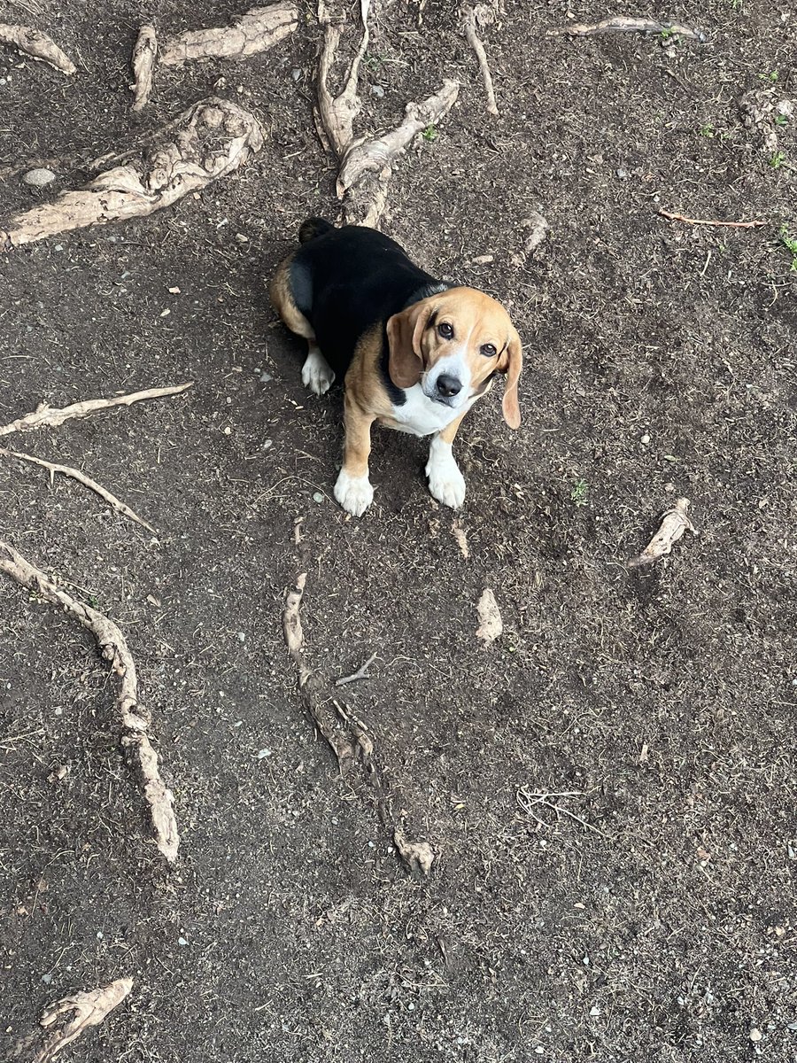 Today is nails and ears day at the ranch. Xena got wind of it and won’t come in the house.
#beagle #beaglefacts #alaskabeagleranch