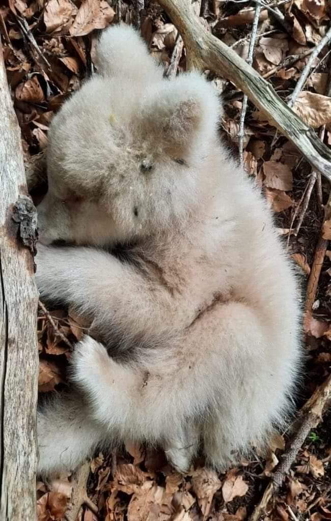 Cet ourson albinos de 5 mois a été trouvé mort à Trente (Italie), tout simplement parce-que sa mère a été tuée par un putain de chasseur et qu'il n'a pu se débrouiller seul 😭😡