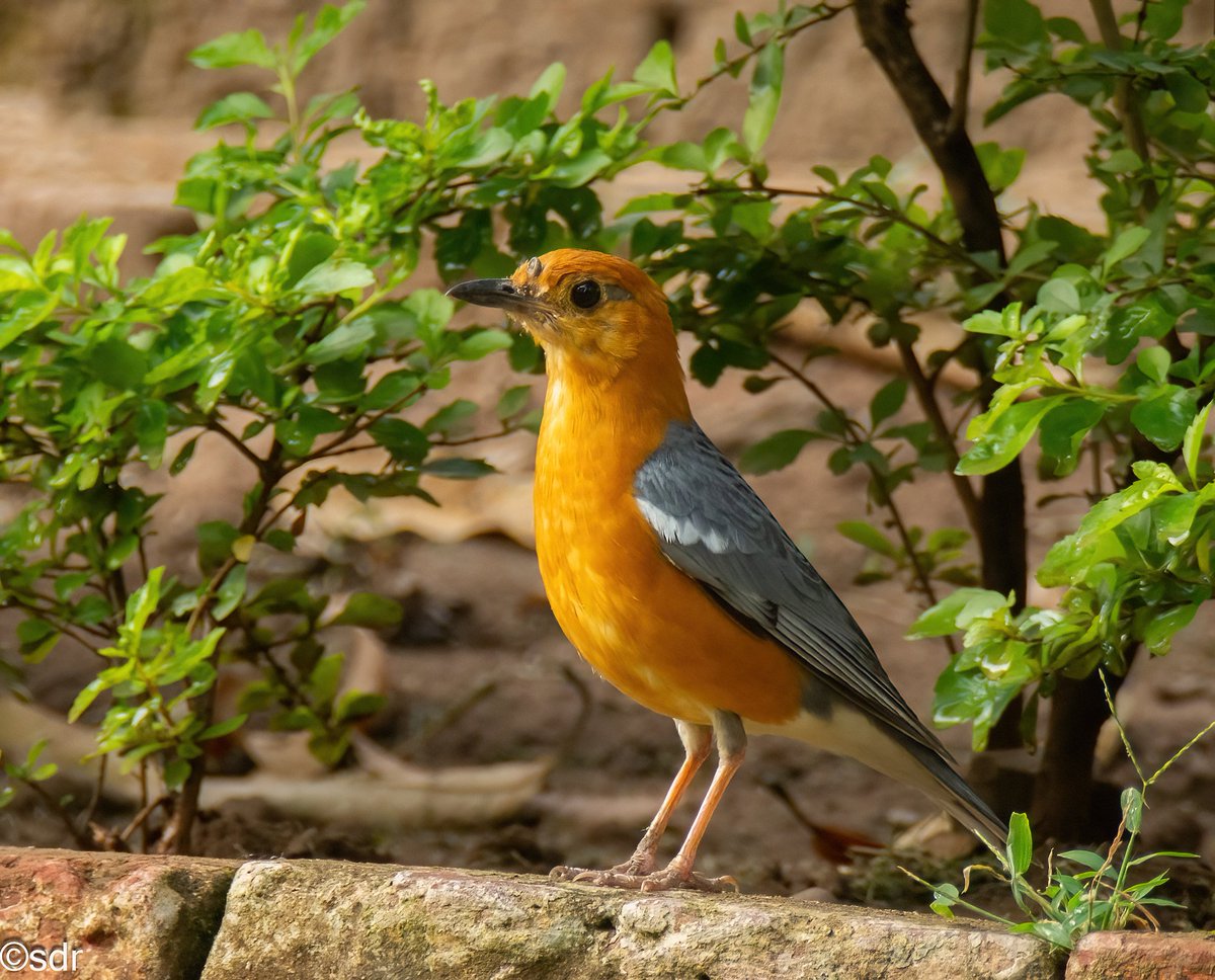 Visitor to my garden, Orange headed thrush. @ragnyabhawani @IndiAves @bbcwildlifemag #BirdsSeenIn2004 #BBCWildlifePOTD #chandigarhbirds