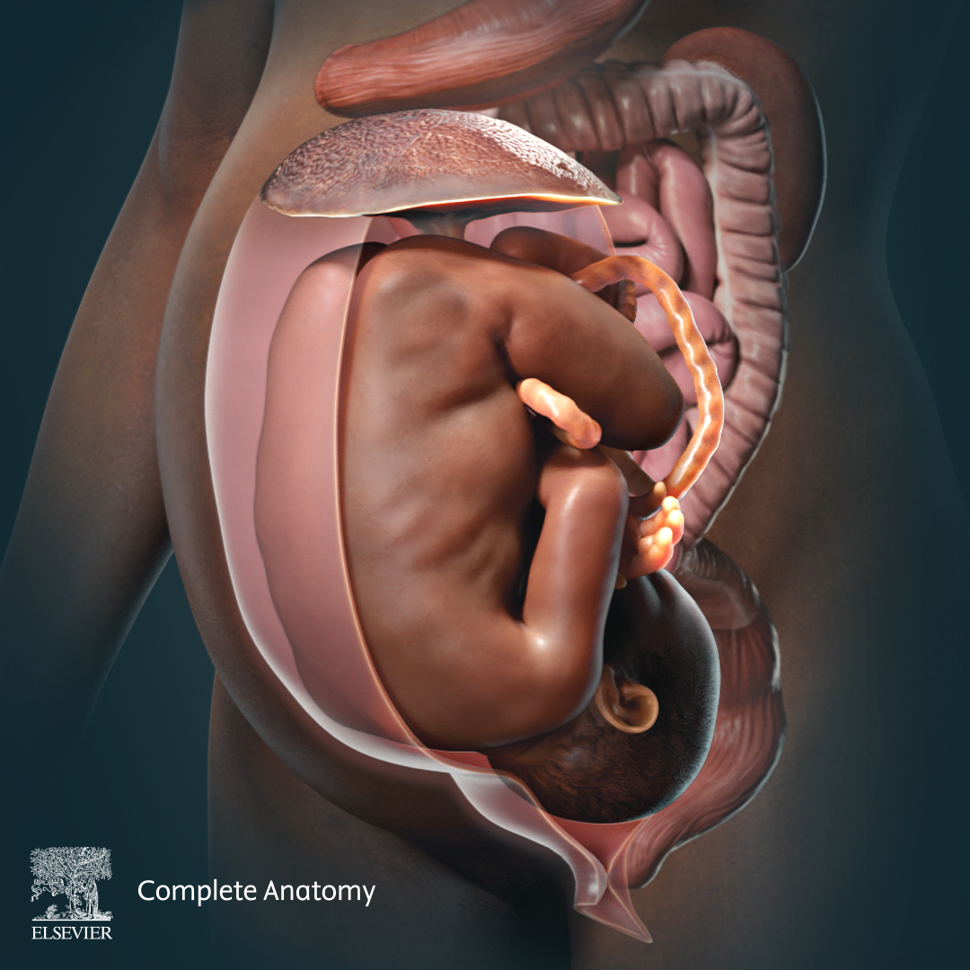 🤰Explore the amazing transformations that the body undergoes during #pregnancy with #CompleteAnatomy! Our latest blog post reveals the changes in the cardiovascular, gastrointestinal and renal systems. 

READ MORE: spkl.io/60144fyxj

#3D4Medical #AnatomySnippet