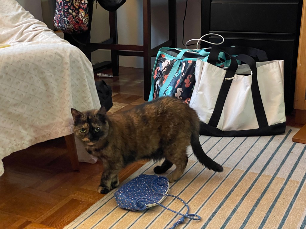 That's my purse! . #buttonthetortie #nyccats #meow #thedailykitten #dailyfluff #petoftheday #tortie #tortoiseshellcat #tortoiseshell #tortitude #tortiepride #tortielove #mrsgrumpington #cuteasabutton #tortiethings #tortiecats #catlife #cat #kitty #bestmeow #catlovers #pawsandpaws