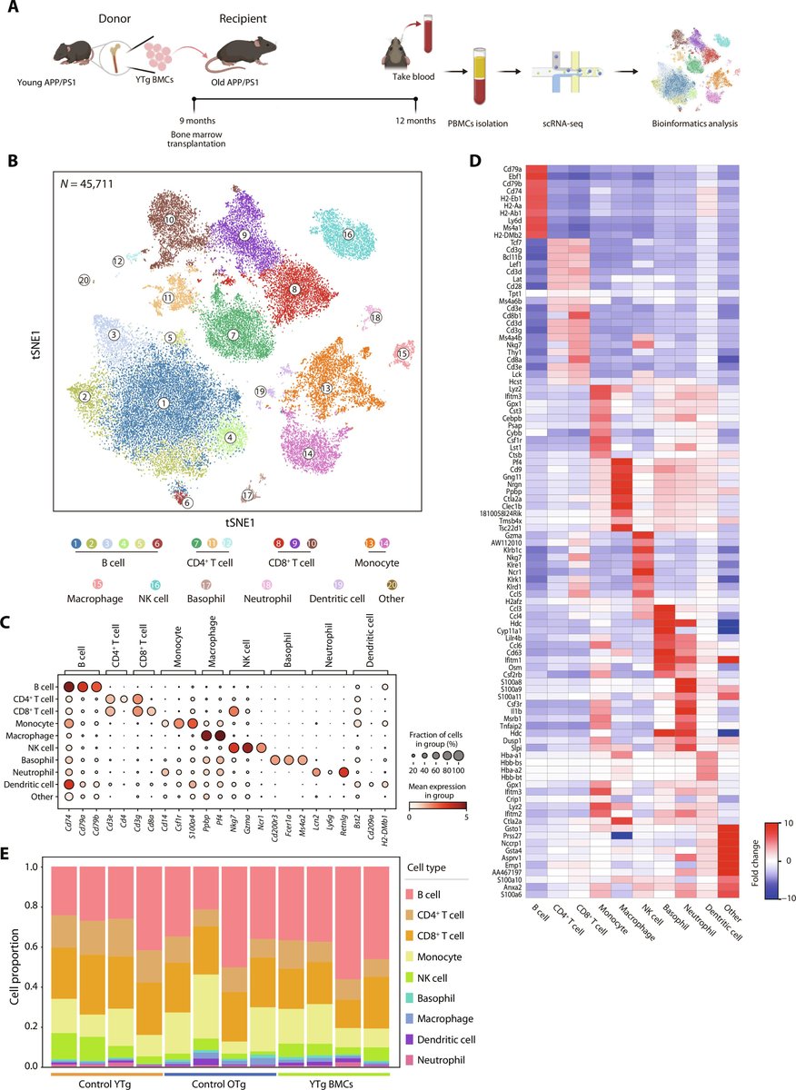 Transplantation of young bone marrow stem cells into older mice with Alzheimer’s-like disease can reduce the pathological accumulation of amyloid β and reverse cognitive decline, according to a new study. scim.ag/78K