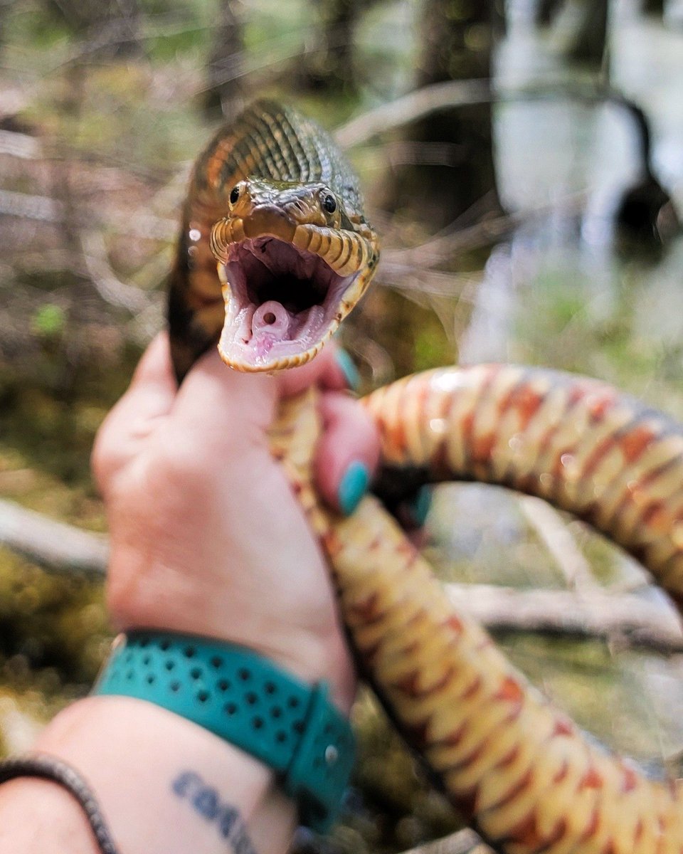 🐍Snakes have an opening behind their tongue known as the glottis, which opens into the windpipe or trachea. The glottis remains shut in a vertical slit form unless the snake inhales. When a snake exhales air from its lungs, a tiny piece of cartilage within the glottis vibrates