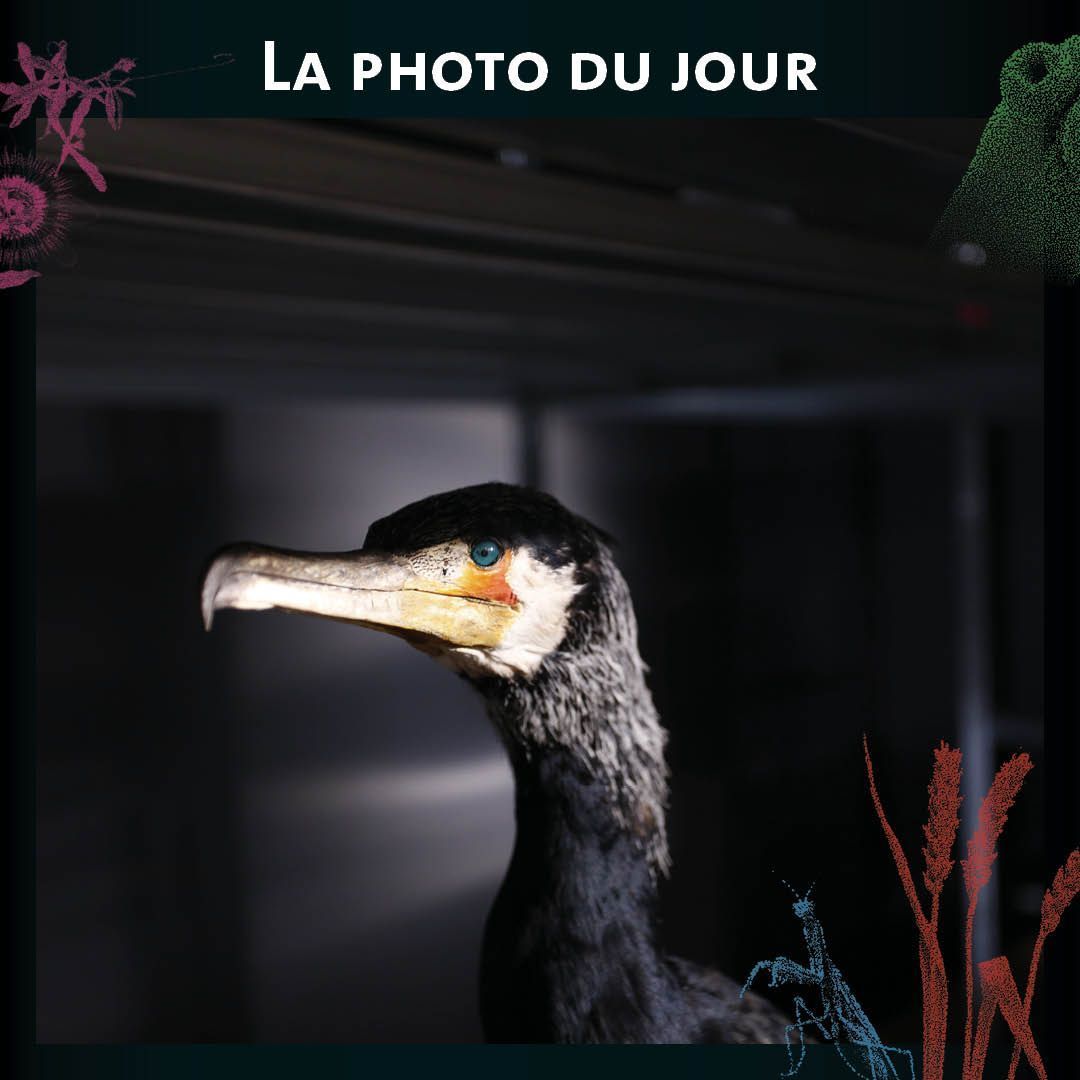 MuseumOrleans's tweet photo. Le grand #cormoran est une espèce d'oiseau aquatique qui se nourrit de #poissons en plongeant dans les eaux ! Il passe parfois des heures à se sécher, ailes et queue déployées. Il adopte alors une position "en #étendard". Un #spécimen se trouve dans les #collections du #MOBE. https://t.co/b7j1WUw9Li