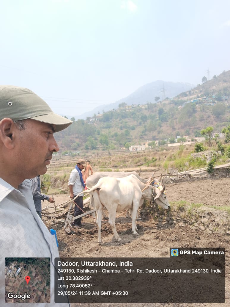 Reapblockchamba's tweet photo. दिनांक 29/05/2024 को उत्साह स्वायत्त सहकारिता के अंतर्गत गांव डडूर मे मंडुवा बीज उत्पादन हेतु बुवाई की गई जिसमे रीप टीम से 
AE-A&amp;AH सुनील कुमार द्वारा सहयोग किया गया
@DMTEHRI1 
@DistrictTehri 
@nitikakh22
@ganeshjoshibjp 
@REAPTehri 
@REAPUttarakhand https://t.co/nXzrKbb6RI
