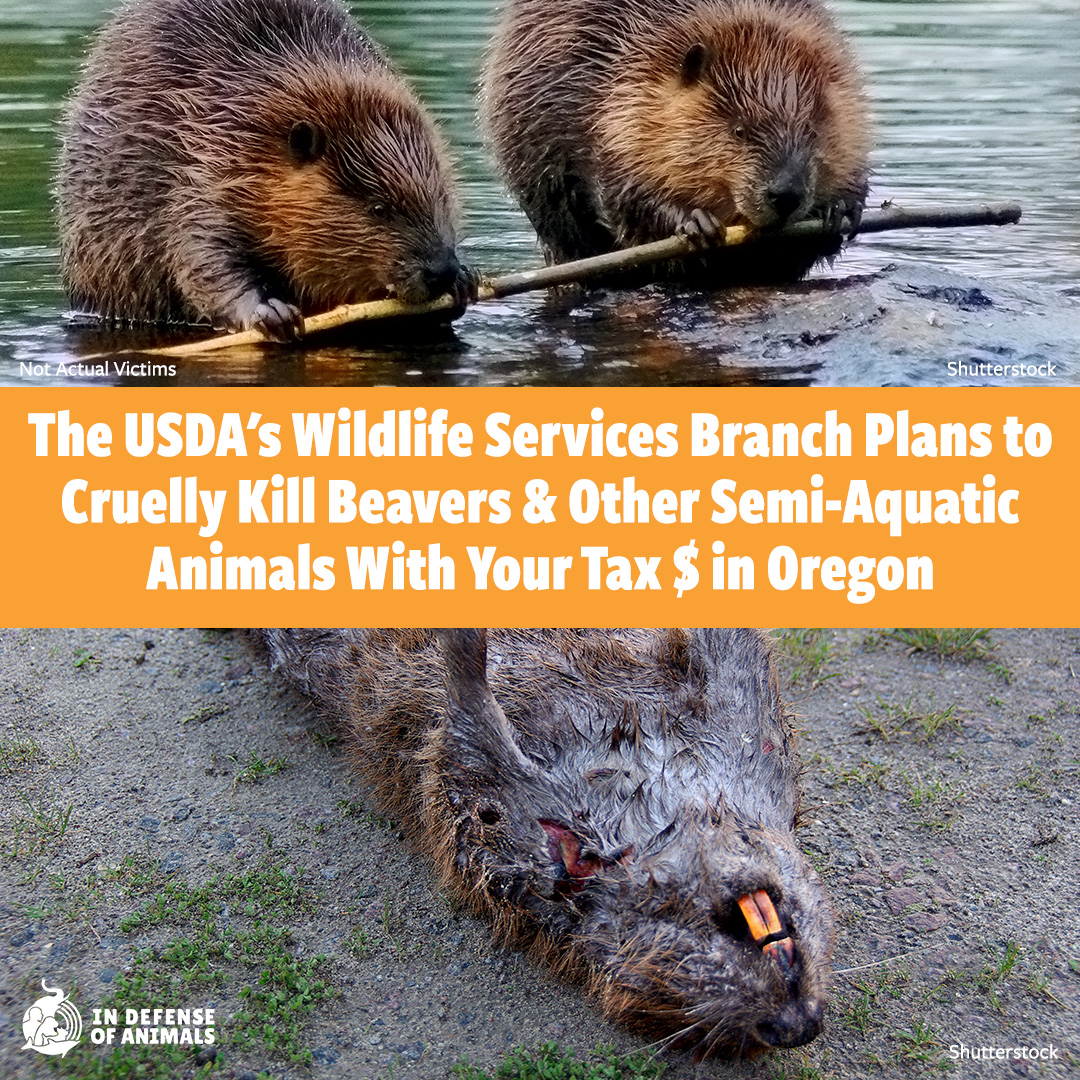 #Beavers can be seen as a threat due to flooding that might occur as a result of dam building. In reality they're integral to maintaining healthy ecosystems. Tell the USDA's #WildlifeServices to stop killing them & other semi-aquatic #animals!
Take action: bit.ly/4e2zdxm