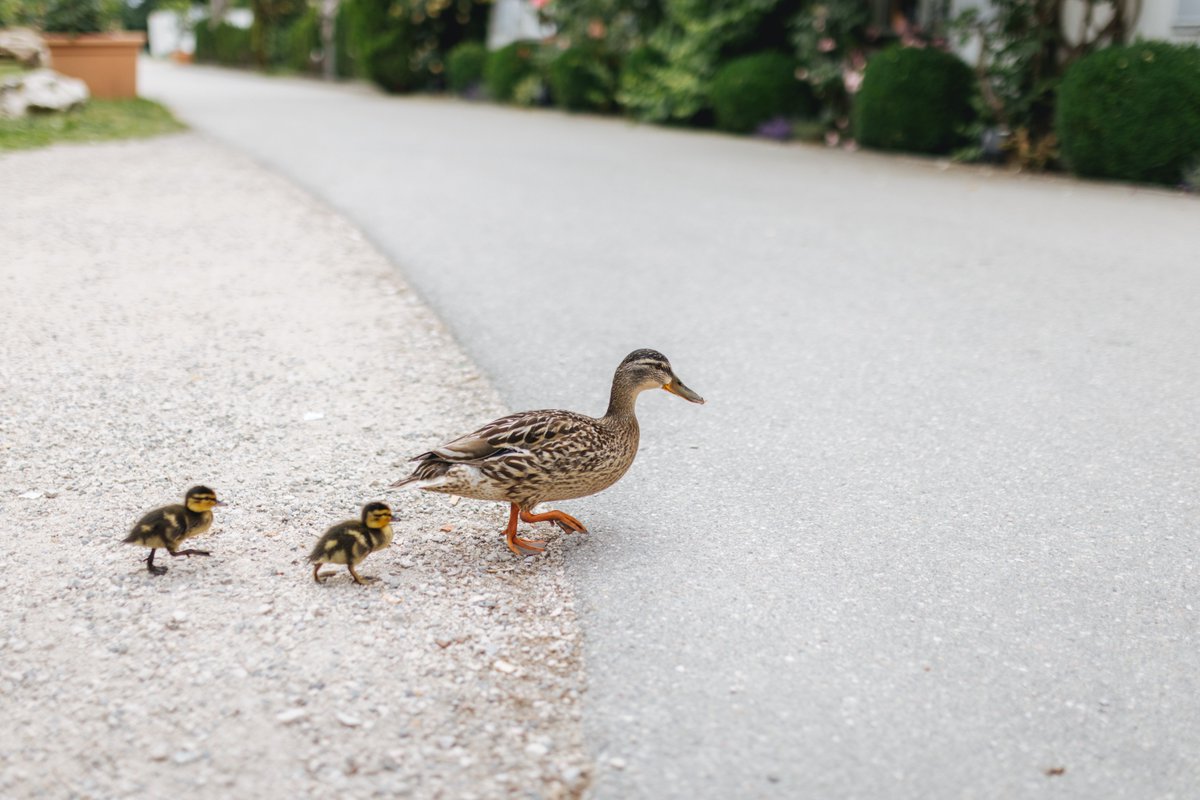 Lots of baby ducks and their parents are out and about in Lower Gibsons, and they don’t always look both ways before crossing the road. Please be extra mindful and drive carefully. 🦆🚗