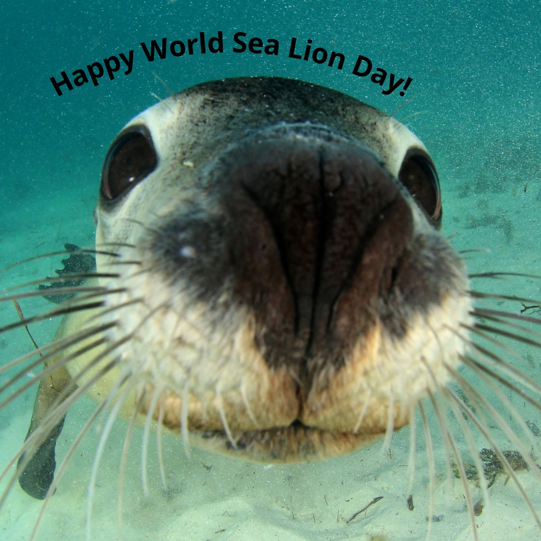 ocuglo's tweet photo. Did you know, that due to their semi aquatic lifestyle, that sea lions have adapted to have even better vision underwater than on land? They can even see well in low light situations thanks to their tapetum lucidum, a reflective layer in the back of their eye! https://t.co/Bwvw8JeIWe