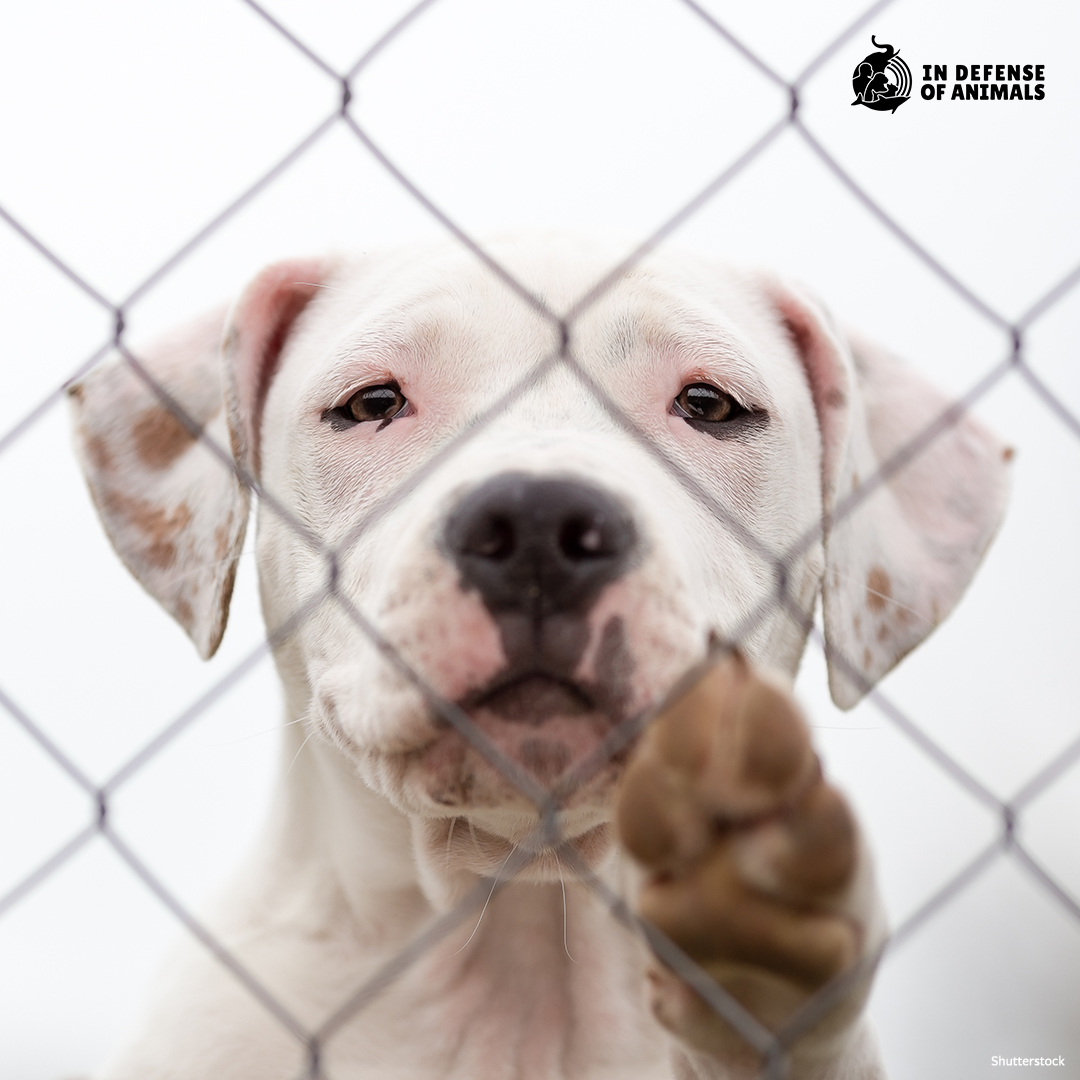 A new bill would've added #dogfighting to #Mississippi’s list of racketeering activities, giving law enforcement even more leverage to crack down on this #bloodsport. Over 19,000 people signed our alert. Sadly, it didn't pass: bit.ly/3VlBts8 RT bit.ly/3WXfAAE