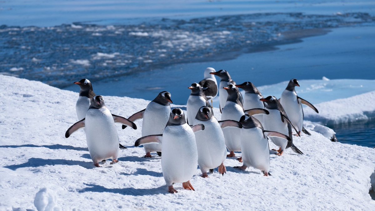 Expedition Cruise Network tweet media