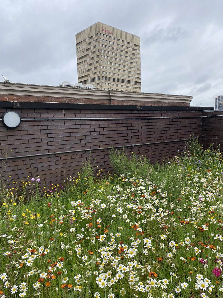 Fantastic to visit <a href="/BW_SciTech/">Bruntwood SciTech</a> rooftop meadow in the heart of Manchester this week with <a href="/PolypipeCivilGU/">Polypipe Civils & Green Urbanisation</a> and learn about smart system rainwater storage and drainage that make green roofs like this not only incredibly low maintenance but reduce peak storm runoff