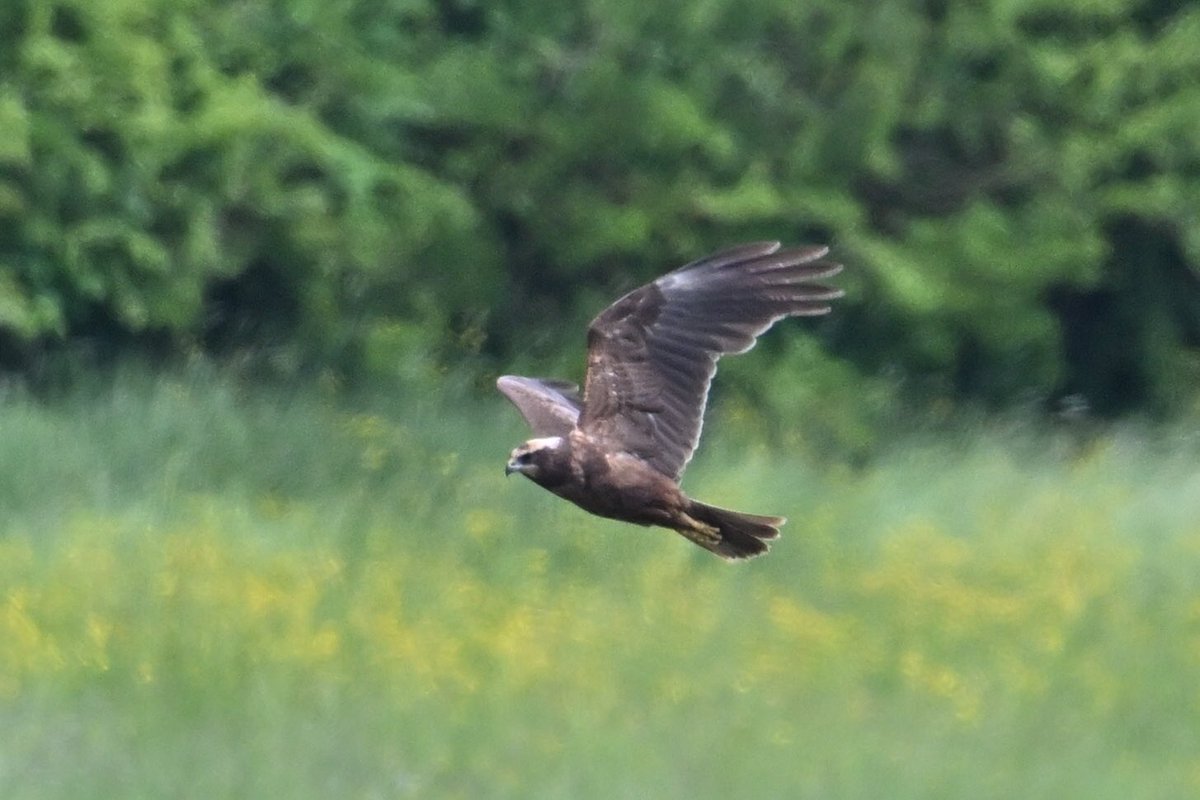 Marsh Harrier this afternoon at Hollowell Reservoir, I think a second-summer female. An uncommon species here: typically only see 1-2 per year. #northantsbirds
