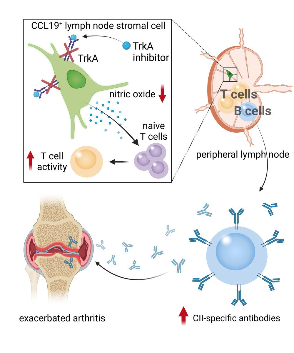 June A&R Clinical Connections 🔹 CCL19+ Lymph Node Stromal Cells Govern Inflammatory Arthritis Onset via Trk 🔹 VEXAS-Defining UBA1 Somatic Variants in 245,368 Diverse Individuals in the NIH All Of Us Cohort 👉 loom.ly/PCKmuqU