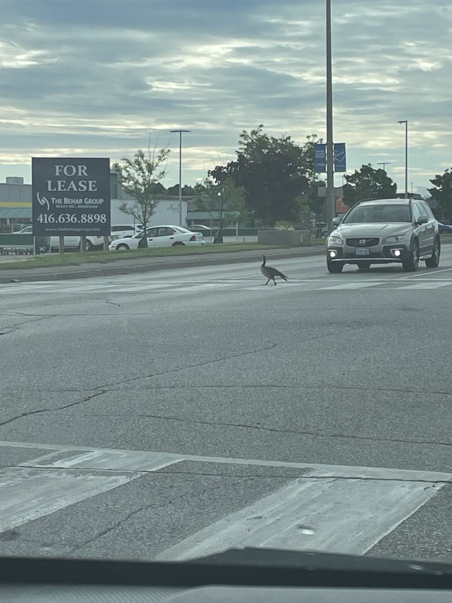 Christiene pace tweet media