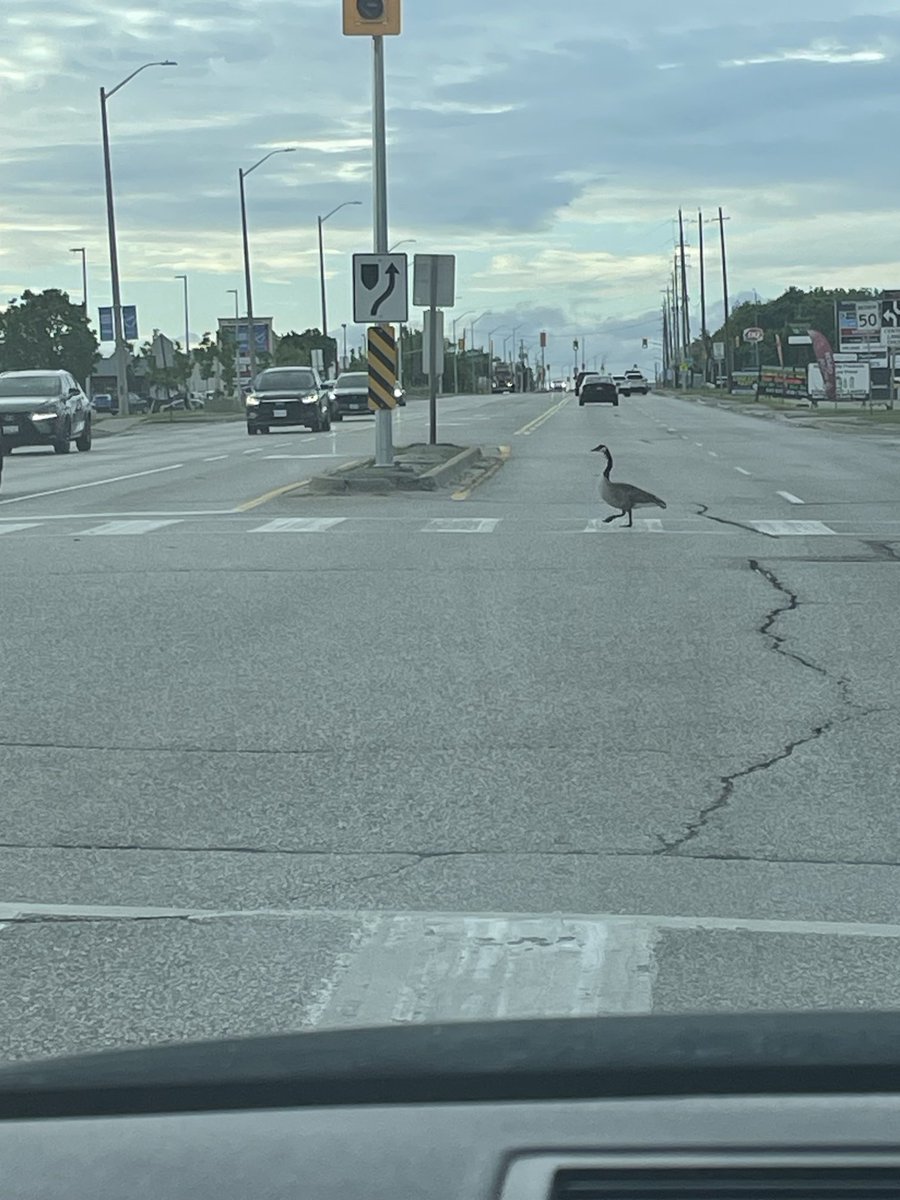 Why can’t people follow rules like our Canada Geese. They are the best 🤣