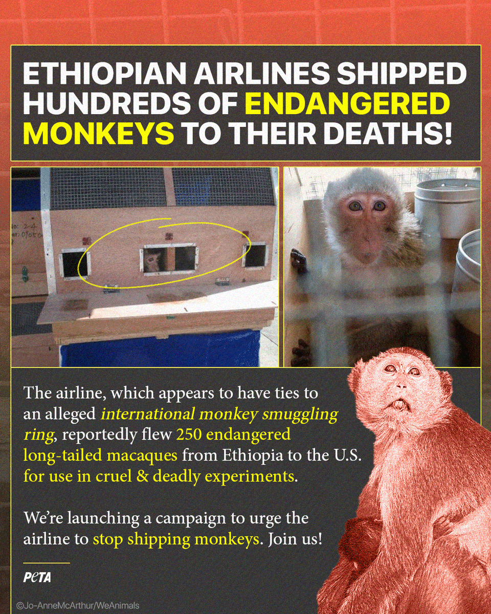 These monkeys flew halfway around the world in cramped wooden boxes & were forced to sit for hours in their own urine, feces, & perhaps even
blood 😰

Hold @flyethiopian accountable, tell the airline to stop shipping monkeys! 👉 peta.vg/3w6y