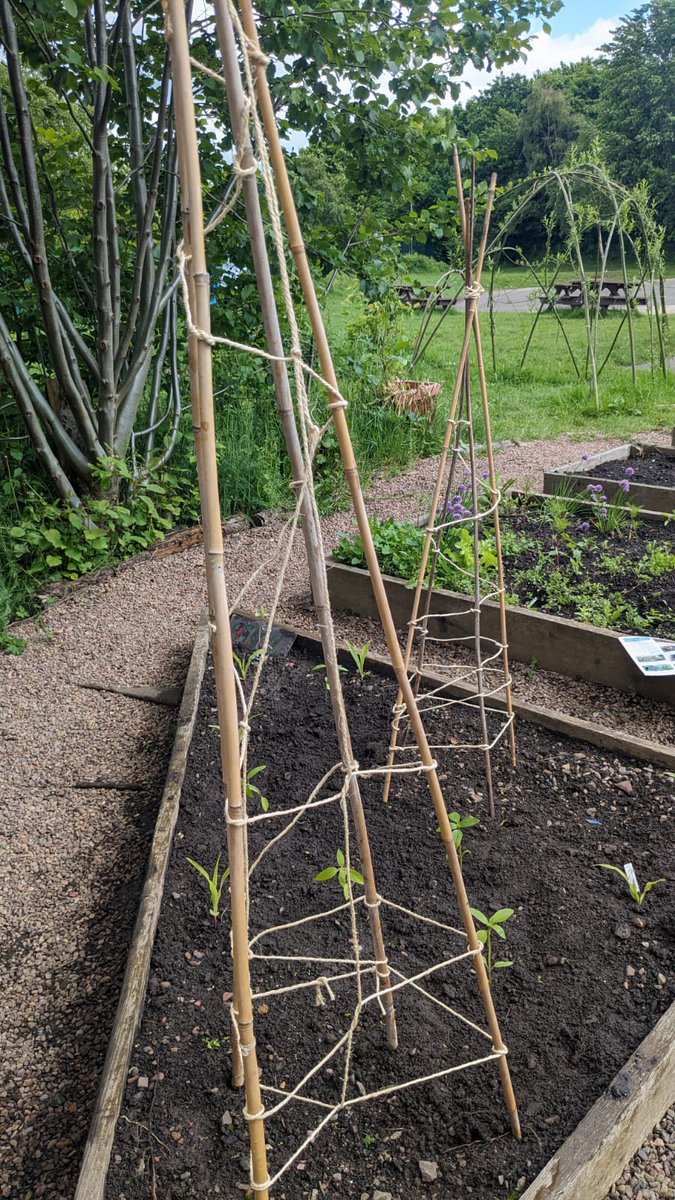 farm_leader's tweet image. It was a busy week on school farm, weeding the potatoes and building tepees for the climbing beans. #growingfood @CanalViewPSEdin