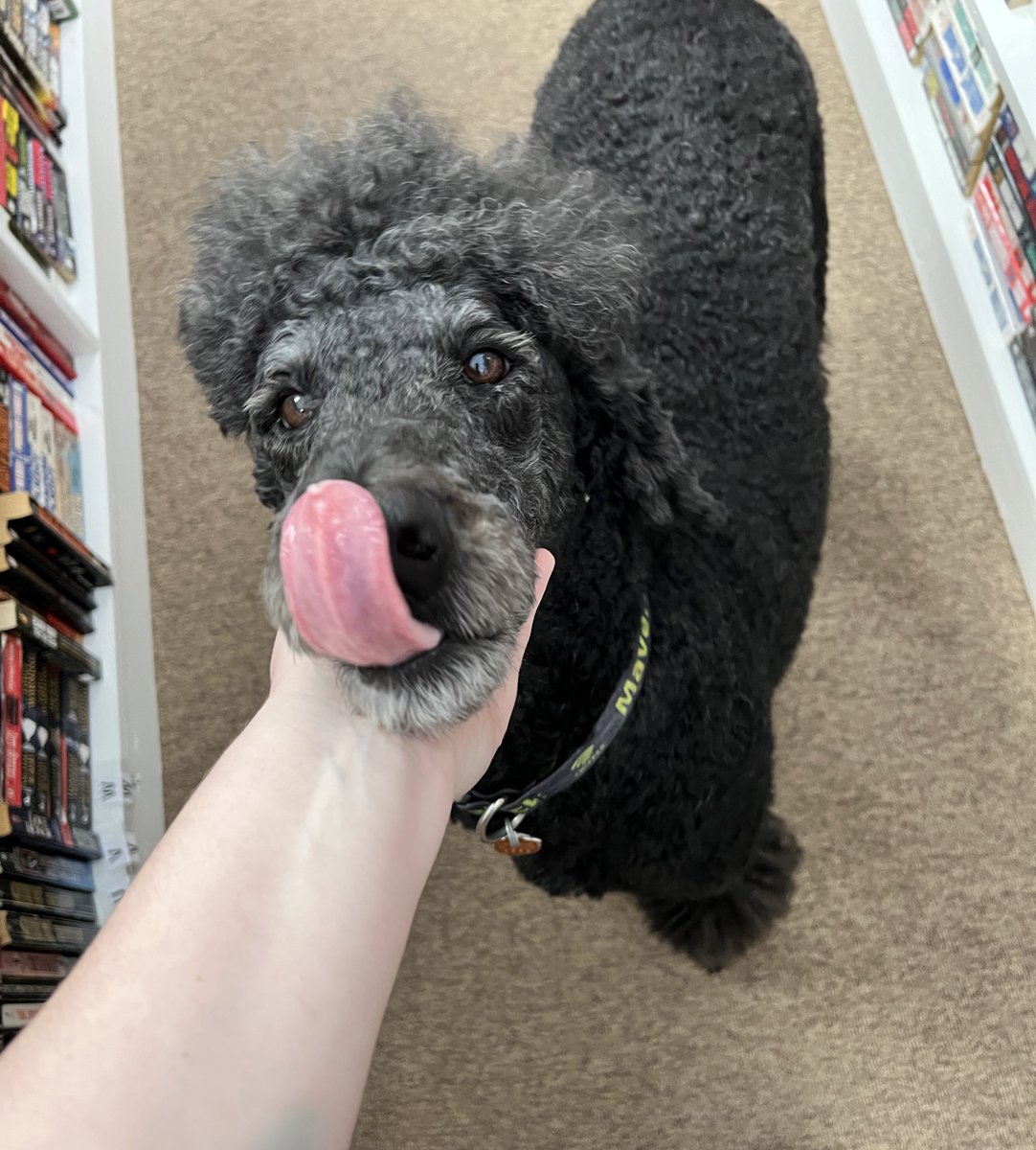 I just walked into a new book store I haven’t been to and a poodle ran up to me AHHH