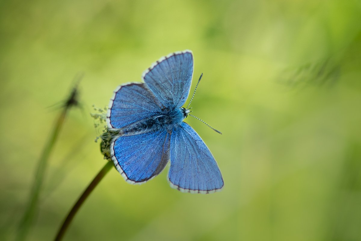 A beautiful Adonis Blue from the Denbies Hillside, Surrey. We came across several of them, preferring the top ends of the grassland nearer the woodland. This posed very nicely too!