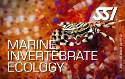 Dive90uk's tweet photo. Explore the wonders of the underwater world with Dive 90's SSI's 8 ecology course. Whether you're fascinated by sharks, rays, turtles, mammals, invertebrates, fish, or coral, we have something for everyone.  Contact us at 01242 680003 to begin your adventure today. https://t.co/NLoW53ebIA