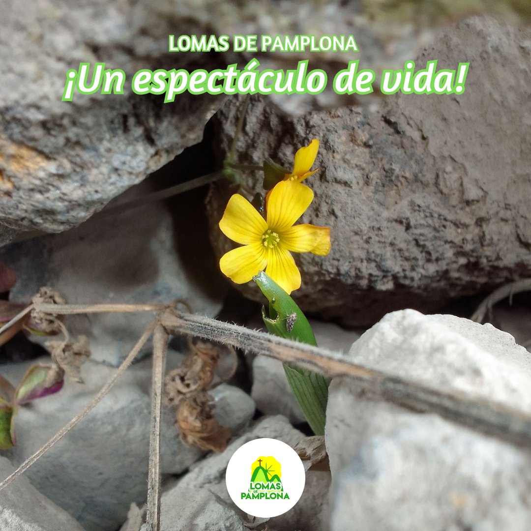 Nos entusiasma mucho ver cómo se expresa la Vida día a día en las #LomasDePamplona.

Esto es parte del maravilloso patrimonio natural que tod@ sanjuanin@ debe conocer y proteger.

#SalvemosLasLomas 💚