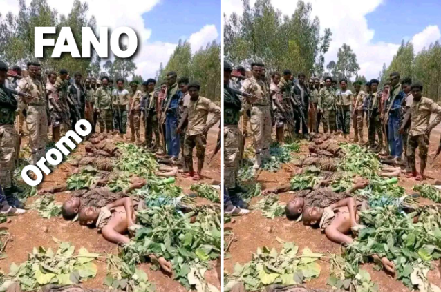 hawwiijatani's tweet photo. Sammenlign behandlingen av krigsfanger av Abiys militante Amhara Fano, som har halshugget oromoer, med OLF-OLA, som deler sin egen mat med fangene. Hvor lenge kan folkemordshandlingene begått av terroristorganisasjonen Fano tolereres? https://t.co/lLhmYBn3IC  #UN #OLAFightsForMe