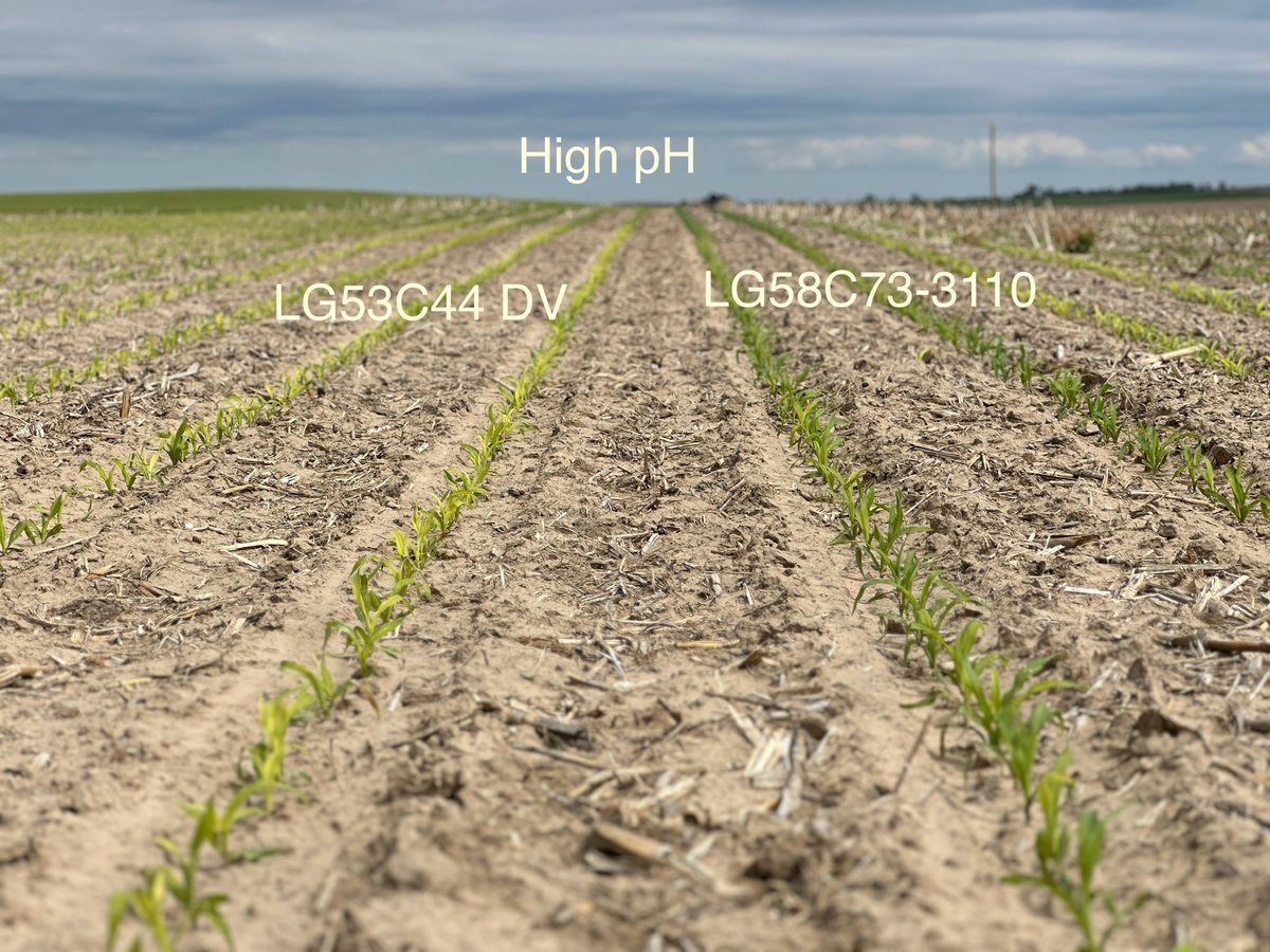 High Plains Issues …. IYKYK….. <a href="/LGSeeds/">LG Seeds</a> #pH #grow2024