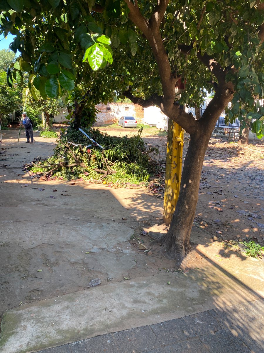robertoramire's tweet photo. @Caroll_vana @AsuDsu @nenechopy Favor retirar restos de poda de la vereda. Tobati y Wiliam Richardson,
Vista alegre. https://t.co/fRoZnWZ2R2