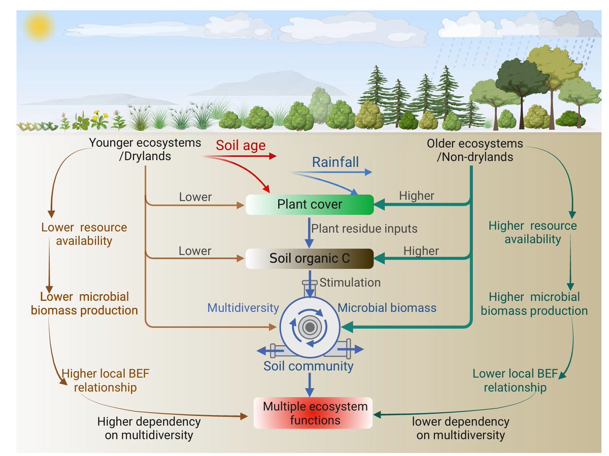 ManuDelgadoBaquerizo (@manudelbaq) on Twitter photo New <a href="/Biofunlab/">BioFunLab</a> <a href="/NatureComms/">Nature Communications</a>
Geologically younger ecosystems are more dependent on soil biodiversity for supporting function
nature.com/articles/s4146ā¦
w/ Jiao Feng <a href="/YurongLiu120082/">Yurong Liu</a> <a href="/DJ_Eldridge/">David John Eldridge</a> and +!
<a href="/IRNAS_CSIC/">IRNAS Sevilla</a> <a href="/CSIC/">CSIC</a> New <a href="/Biofunlab/">BioFunLab</a> <a href="/NatureComms/">Nature Communications</a>
Geologically younger ecosystems are more dependent on soil biodiversity for supporting function
nature.com/articles/s4146ā¦
w/ Jiao Feng <a href="/YurongLiu120082/">Yurong Liu</a> <a href="/DJ_Eldridge/">David John Eldridge</a> and +!
<a href="/IRNAS_CSIC/">IRNAS Sevilla</a> <a href="/CSIC/">CSIC</a>