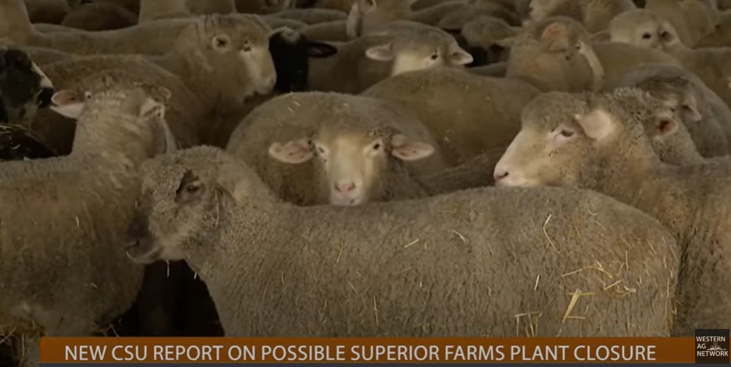 Colorado State University Issues Report on Possible Superior Farms Plant Closure 
#sheep #lamb #superiorfarms #stoptheban #agriculture #ranching  #colorado #wool
<a href="/westagnet/">Western Ag Network</a>
youtube.com/watch?v=BNQZcI…