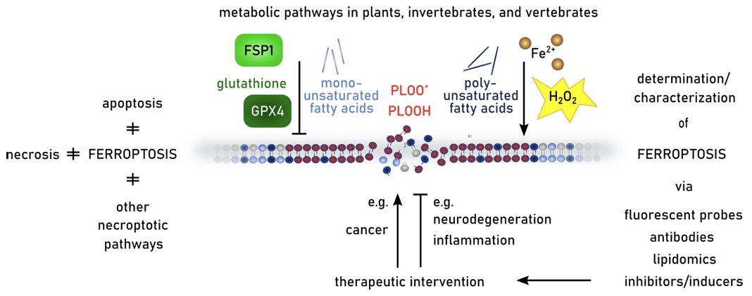 James Olzmann (@olzmannlab) on Twitter photo Everything you've ever wanted to know about #Ferroptosis in Health and Disease! Massive review from many in the field. Happy to have contributed and huge thank you for the leadership from Carsten Berndt / Marcus Conrad <a href="/Conrad_Lab/">The Conrad Lab</a>. 🙂
doi.org/10.1016/j.redo… Everything you've ever wanted to know about #Ferroptosis in Health and Disease! Massive review from many in the field. Happy to have contributed and huge thank you for the leadership from Carsten Berndt / Marcus Conrad <a href="/Conrad_Lab/">The Conrad Lab</a>. 🙂
doi.org/10.1016/j.redo…