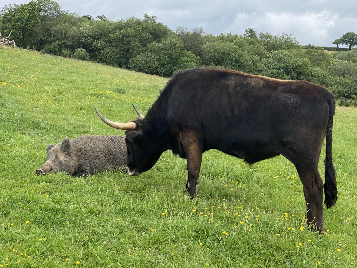 Iron Age pig and remade aurochs conversing on the head of the Combe where Palaeolithic flints honed to hunt their ancestors have been found on a regular basis. No more hunting any more. Time to relax.