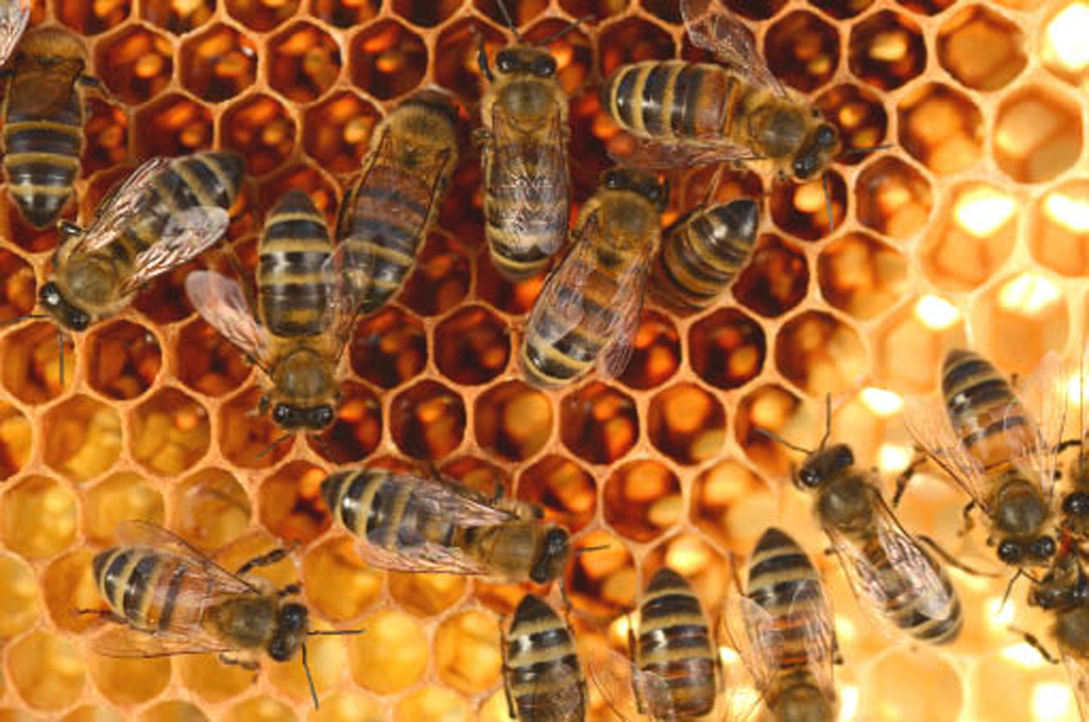 Beekeepers take stock of surviving hives: “... my expectation is it will be around 30 per cent losses in Alberta, if not higher.” albertafarmexpress.ca/news/beekeeper…