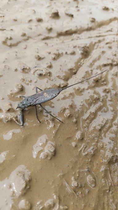 生きてるタイコウチ見たの初めてかも 前足が片方欠損してるの痛々しい 