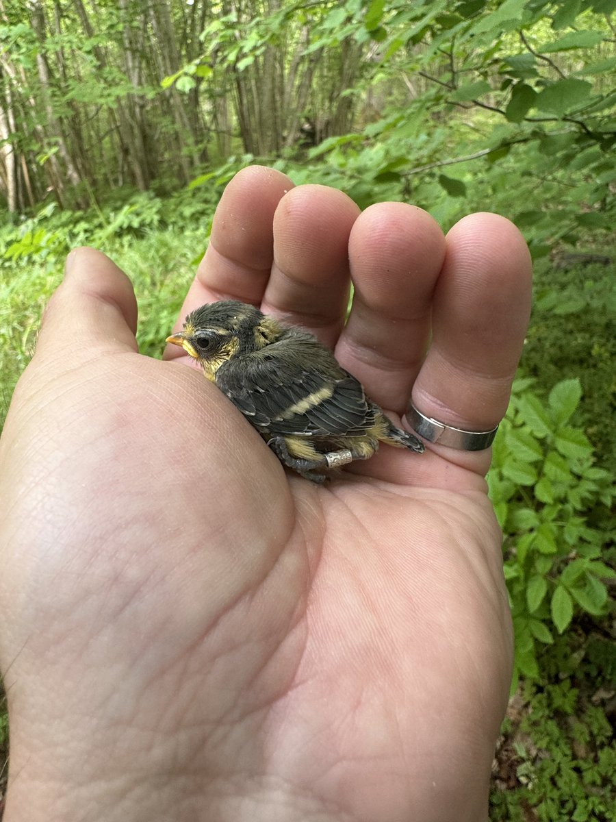 Gotland Blåmes tweet media
