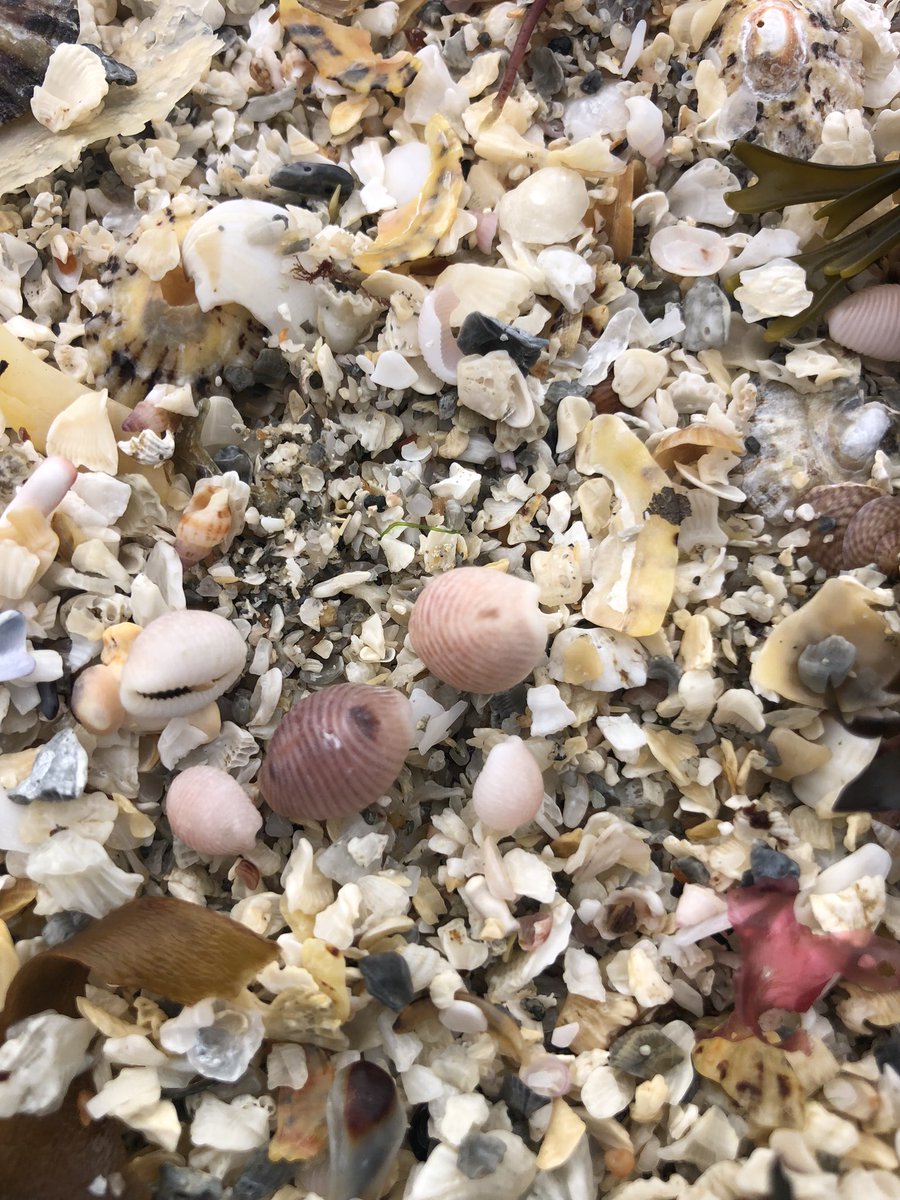 Caroline Sanger-Davies tweet media