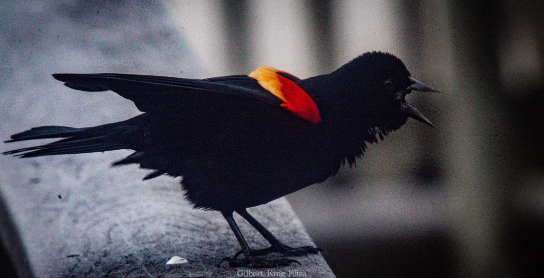 Red-winged Blackbird
#GilbertKingElisa
#BirdWatching
#BirdsOfTwitter
#Birding
#BirdLovers
#BirdPhotos
#nature
#BirdingCommunity
#naturephotography
#BirdWatchers
#Birds
#BirdsOfTheWorld
#BirdLife
#BirdEnthusiast
#BirdObservation
#BirdLover
#BirdPhotography
#BirdWatchingDaily