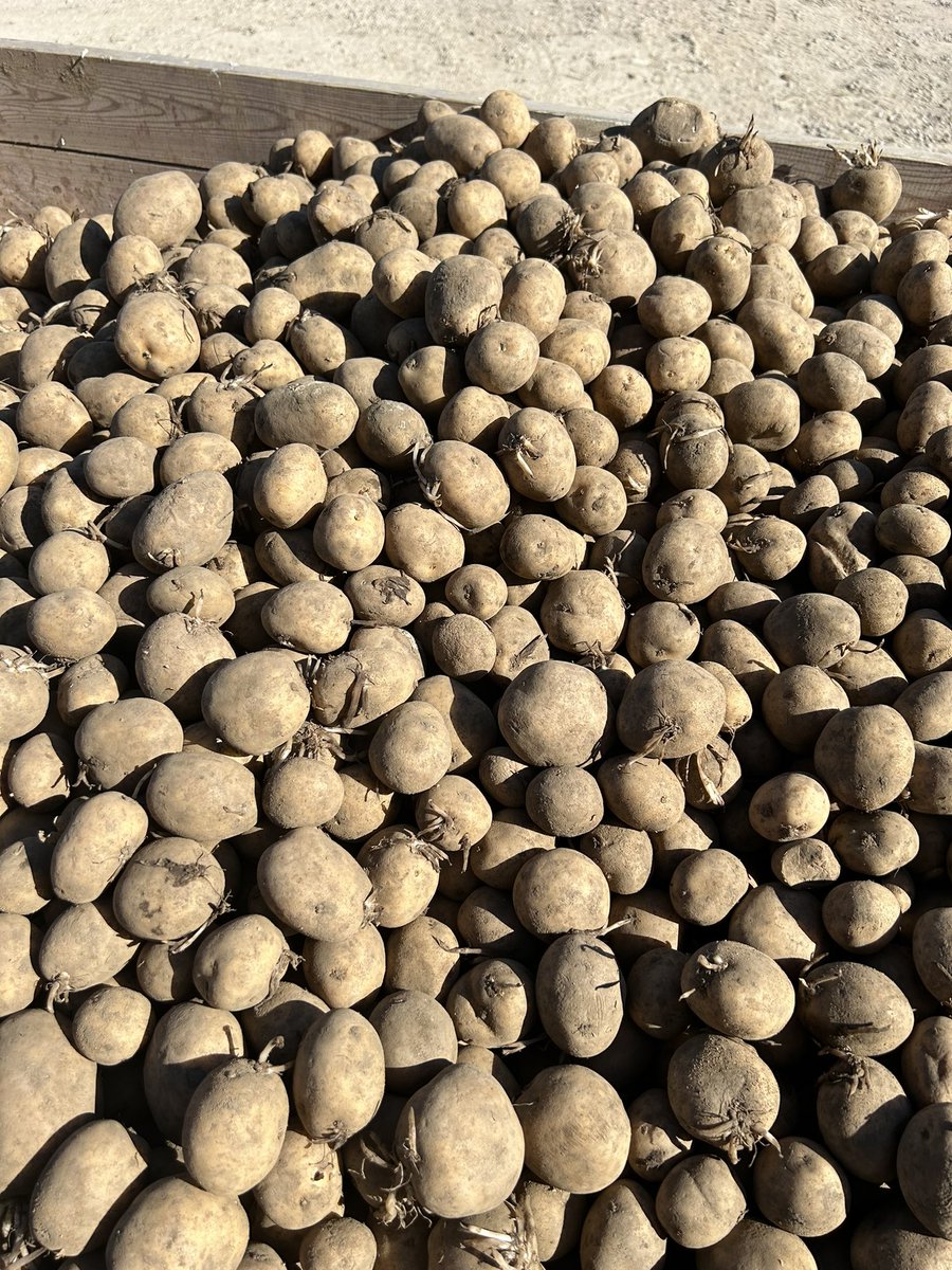 Have Load (30 Tonne).  of Sifra seed left if anyone short!   Single drop