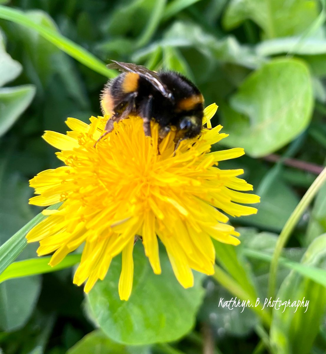 #bumblebees #bee #flower #nature #naturephotgraphy #NatureMagic #MHHSBD #Derbyshire