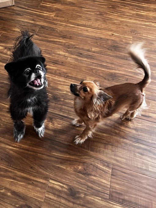 If you had these two majestic creatures in your home, you would realize how hard it is for me to ever