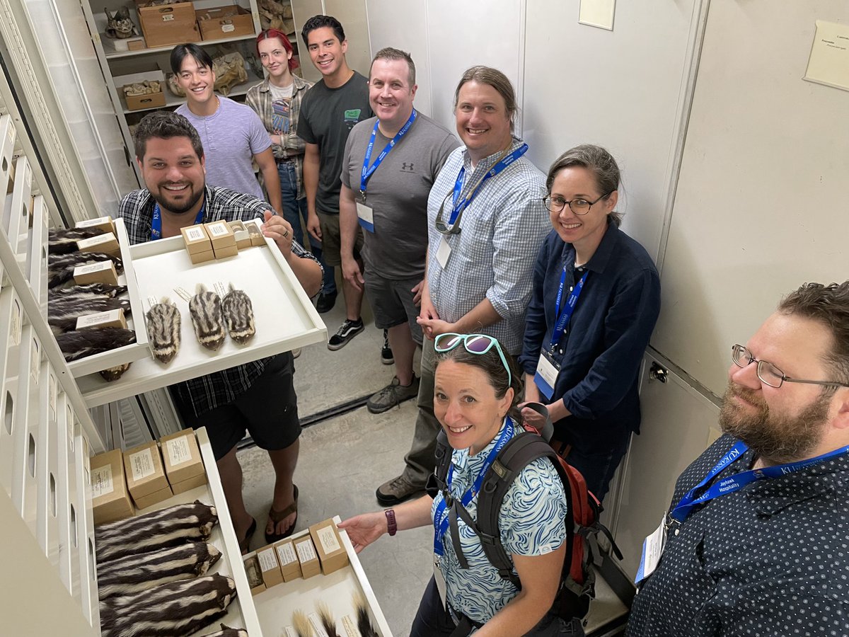 Spotted skunks are the definitive crowd pleaser!