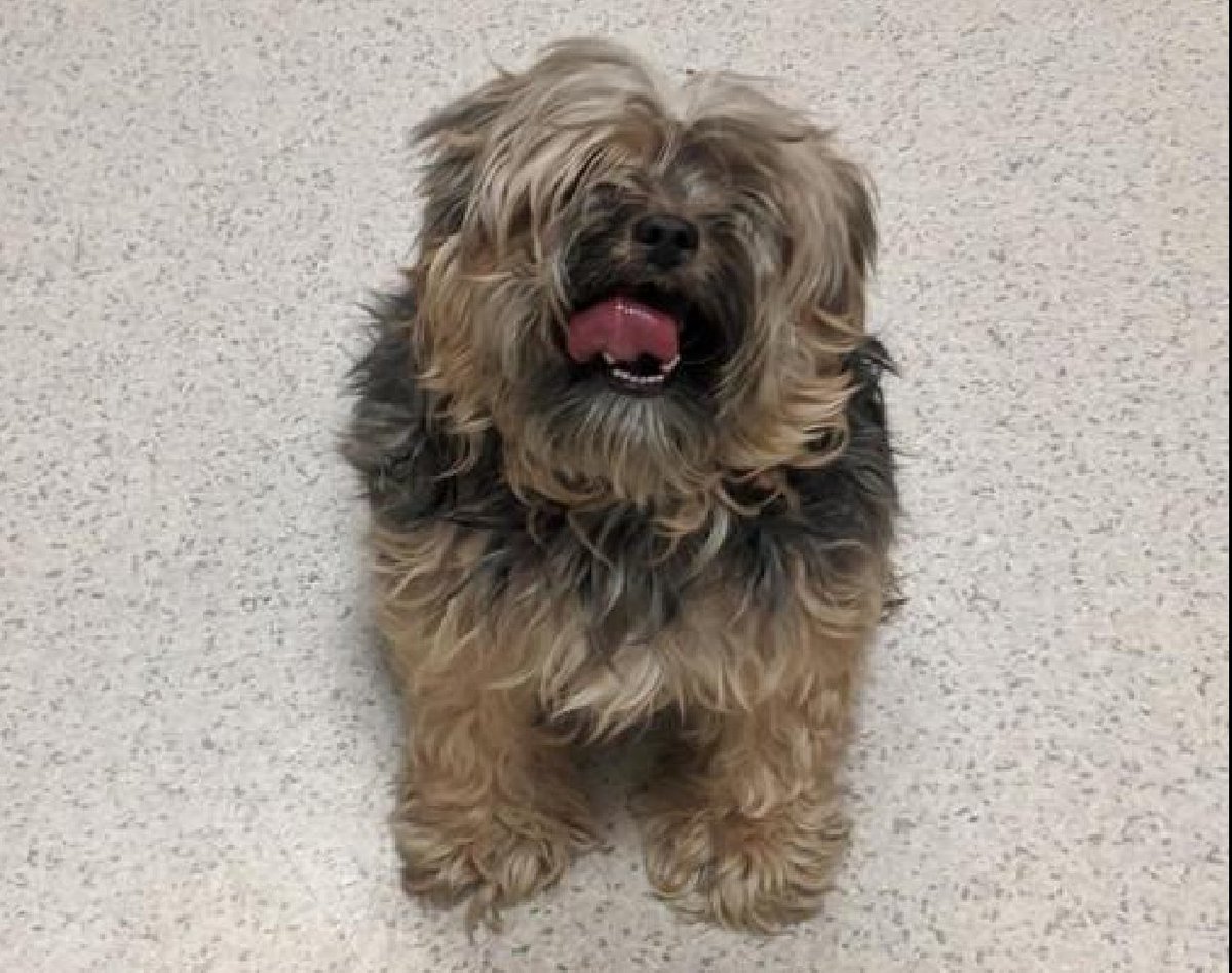 🐾12-y/o Baby Bear at ACC 4-yrs ago, adopted & sold & now back. Listed for medical - senior w/ significant heart murmur & caught kennel cough. Shy, affectionate. Loves toys & walks. Available to foster or adopt. Needs an offer by *6/01* nycacc.app/#/browse/96766