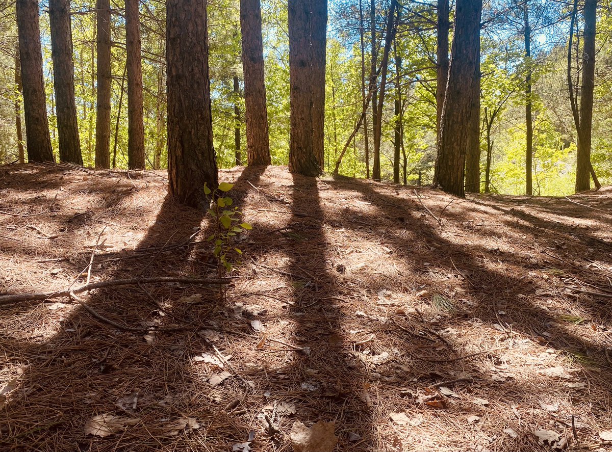 I never tire of this view and this wee grove in the #FroodForest. When the sun hits it just right, the #LongShadows and sun-dappled #ForestFloor are magical… 

#GreaterSudbury #NorthernOntario #UrbanWoods #Greenspace #30x30 @GreaterSudbury #ProtectTheWildSpaces #UrbanForest