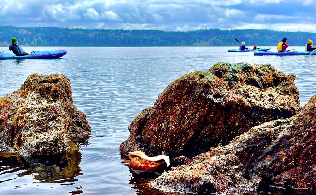 Whether you prefer canoeing, kayaking, or paddleboarding, Washington's water trails are a paddler's paradise. #StateOfWaTourism

🛶 Learn more: bit.ly/4dSQrgq 
📸: Hood Canal Adventures