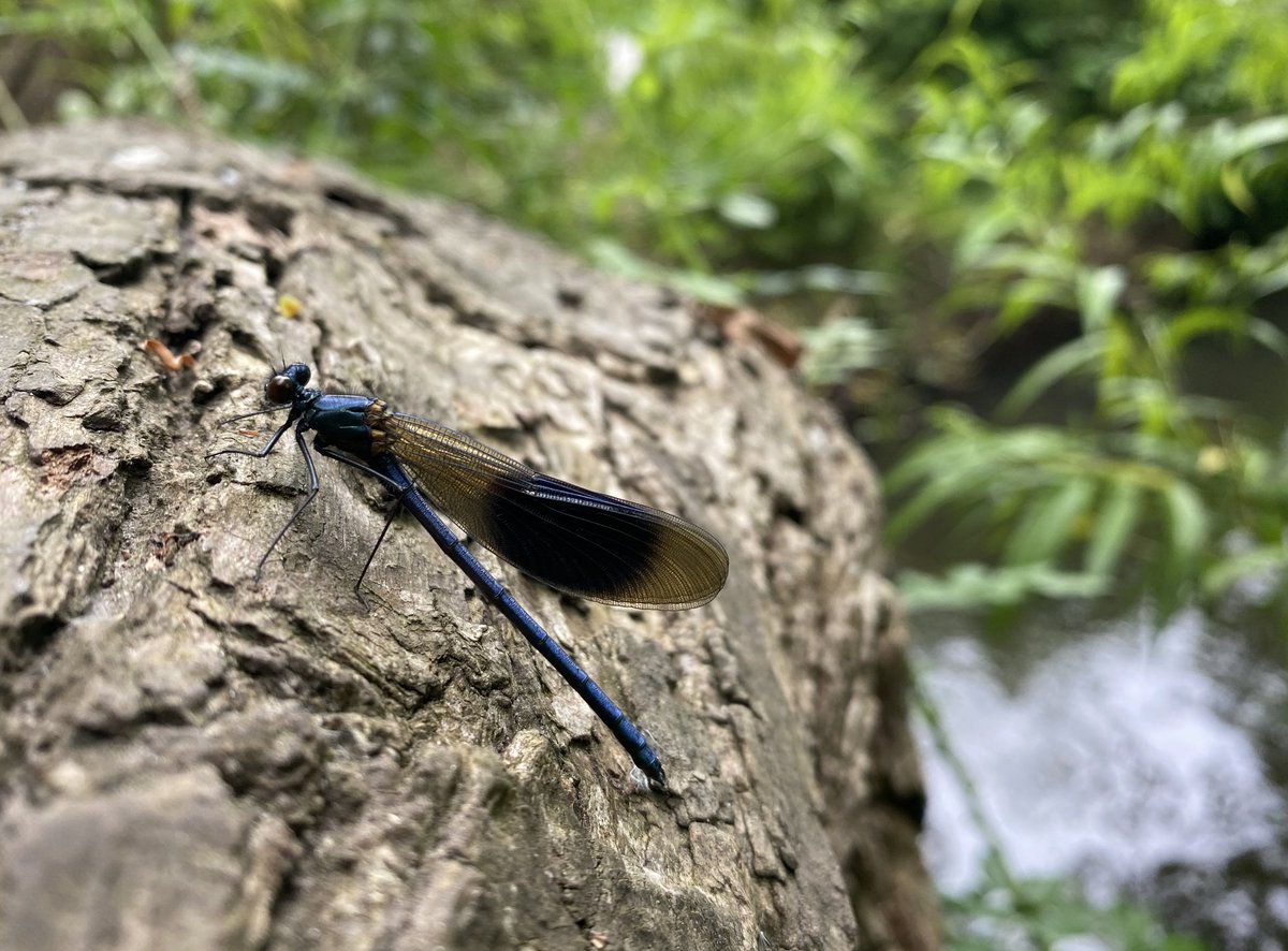 A male Banded Demoiselle shelters from a heavy shower beneath the canopy of a Crack Willow by the River Len at Bearsted. These warmth-loving damselflies favour a diverse mosaic of riparian vegetation.🌳🌿@BDSdragonflies @Buzz_dont_tweet @KentFieldClub @KentWildlife @maidstonebc