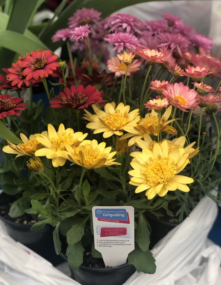RCSMessenger's tweet photo. 1 Week to go! 
Attending the @RoyalCornwall and wanting to buy flowers but not wanting to carry it around all day? We have the answer for you. Visit the Girlguiding Flower Crèche where we will keep your flowers safe for the day. Located in flower tent #RCSMS @guidingcornwall https://t.co/H5lowcpqJK