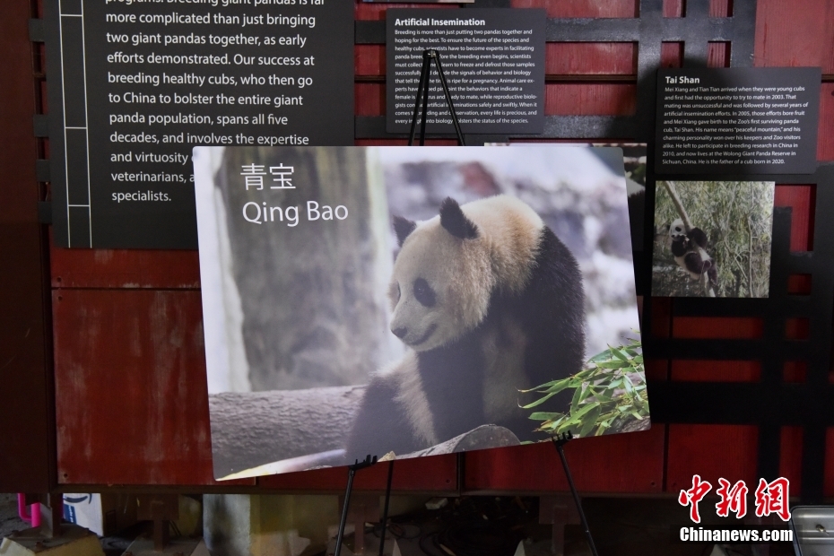 El Zoológico Nacional de Washington, D.C. da la bienvenida a dos oso pandas de China, que tienen previsto llegar a finales de este año: el macho 'Baoli' y la hembra 'Qingbao'. 🇨🇳🇺🇸🐼🐼