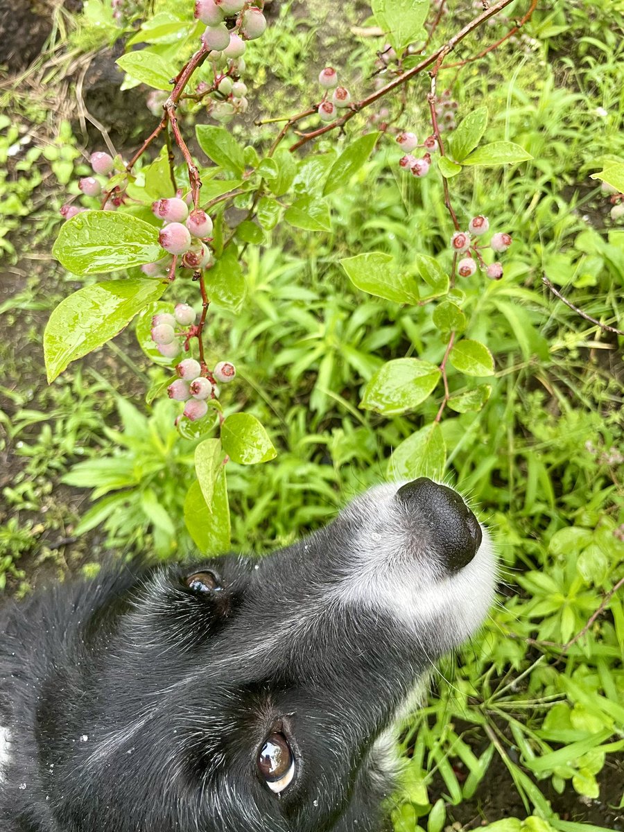 朝んぽ  

#ボーダーコリー  #bordercollie #保護犬 #元保護犬 #里親になりまして #犬のいる暮らし
 
ブルーベリーは豊作なんだけど🫐
カメムシが多いー💦