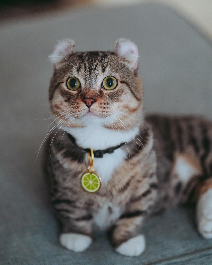 Tigger's ears look absolutely adorable! 🥰

Check out this cutie wearing our citrus pet tag—a refreshing touch for the upcoming summer months!

📷: @/puddingtigger (IG)

#tigger #kinkalow #munchkin #cutenessoverload #pawsonify #Pawsome #PetCommunity #PetLife #PetProducts